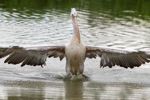 Free A great white pelican spreads its wings while standing in a body of water, captured in Bangkok, Thailand. Stock Photo