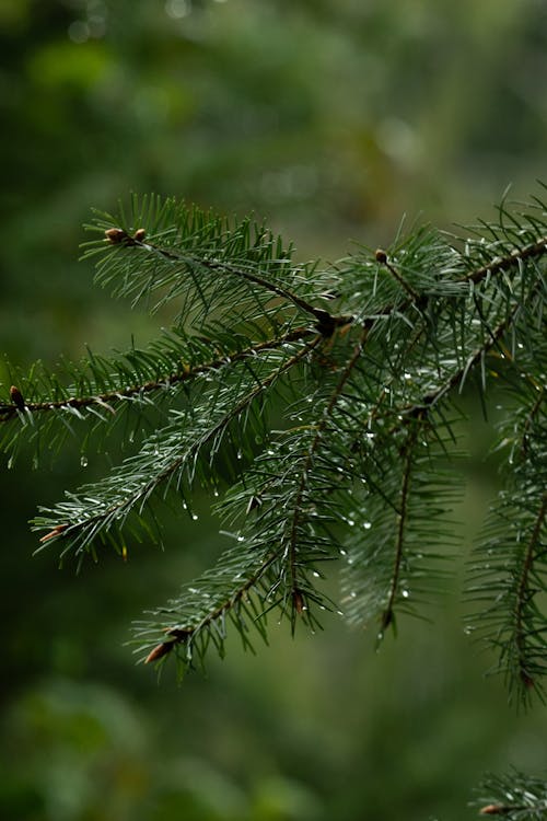 Telaraña Cubierta De Rocío