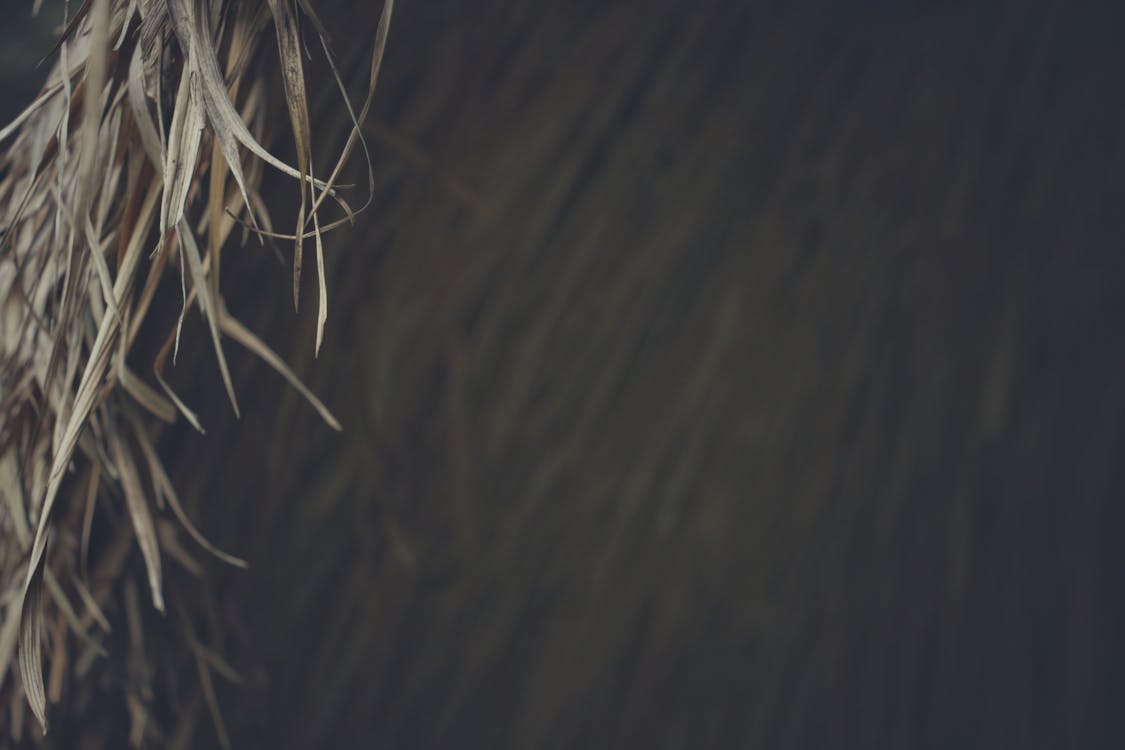 Brown Grass on Focus Photo