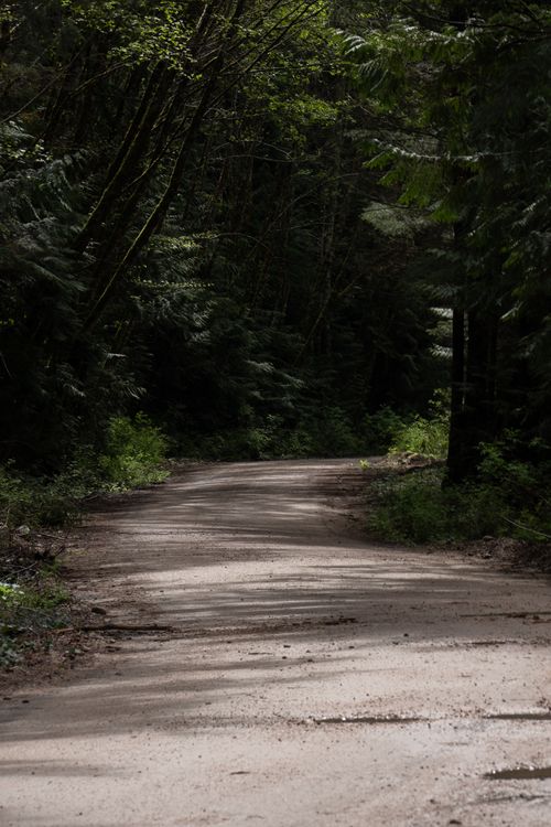Free Discover the peaceful allure of a shaded forest path, perfect for nature enthusiasts and adventurers. Stock Photo