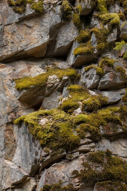 Close-up of green moss growing on a rocky cliff surface, showcasing natural textures.