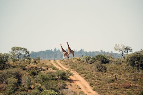 Deux Girafes Debout Sur Une Colline