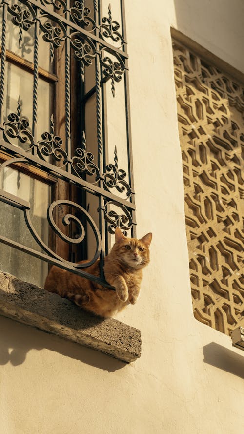 A cat is sitting on a window sill