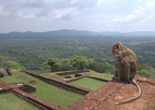 Free stock photo of monkey, nature, ruins