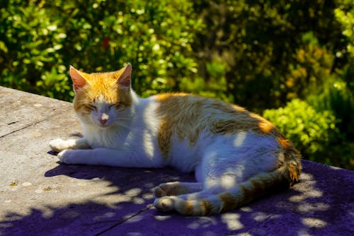 A cat laying on a ledge with some trees in the background