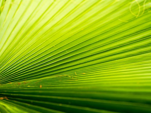texture of palm tree leaf
