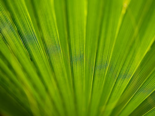 texture of palm tree leaf