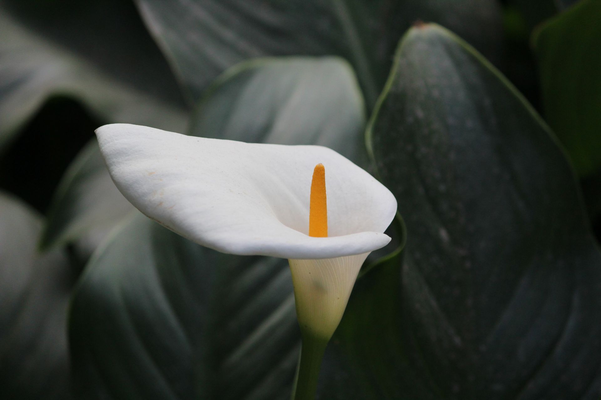 Elegant white Calla Lily surrounded by lush dark green foliage. Ideal for floral and botanical themes.