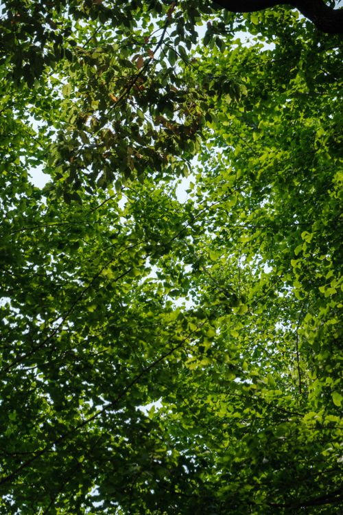 Free Vibrant green leaves forming a dense canopy with sunlight peeking through in an outdoor setting. Stock Photo