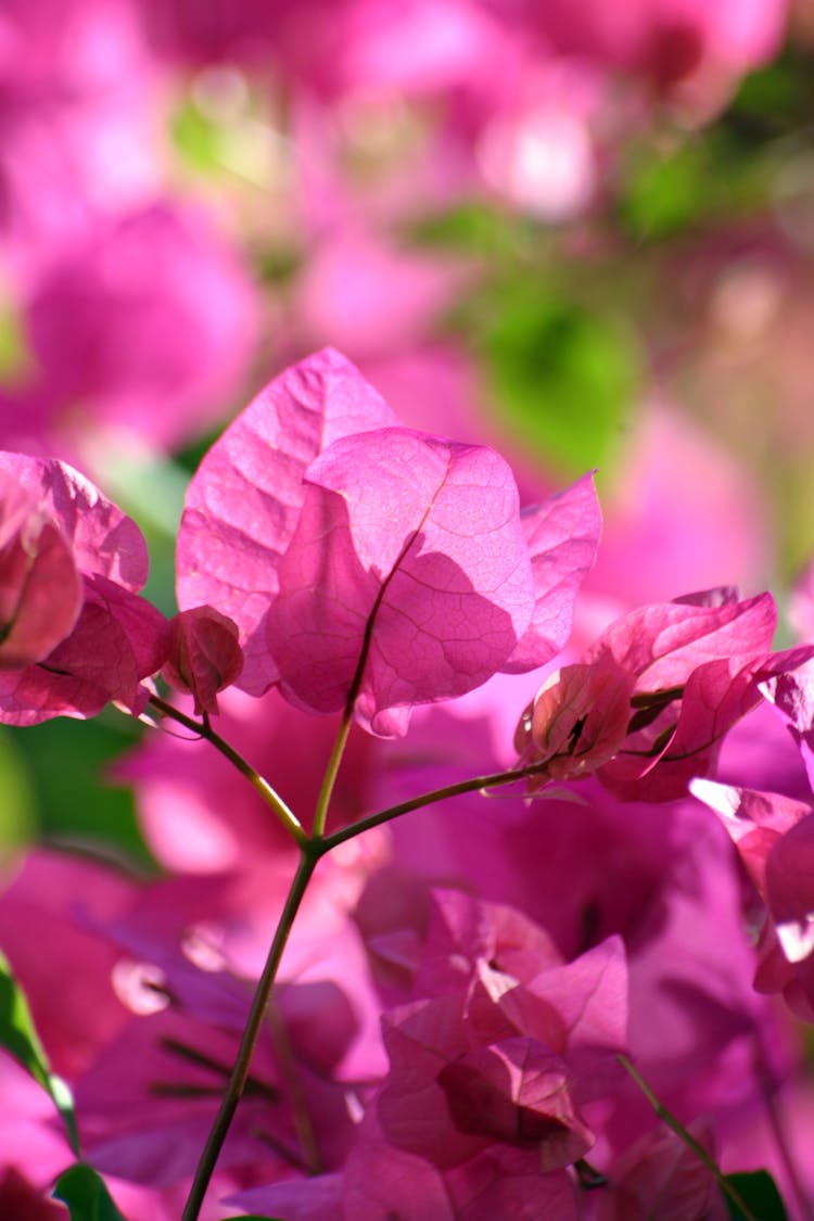 Pink Leaves On A Branch 