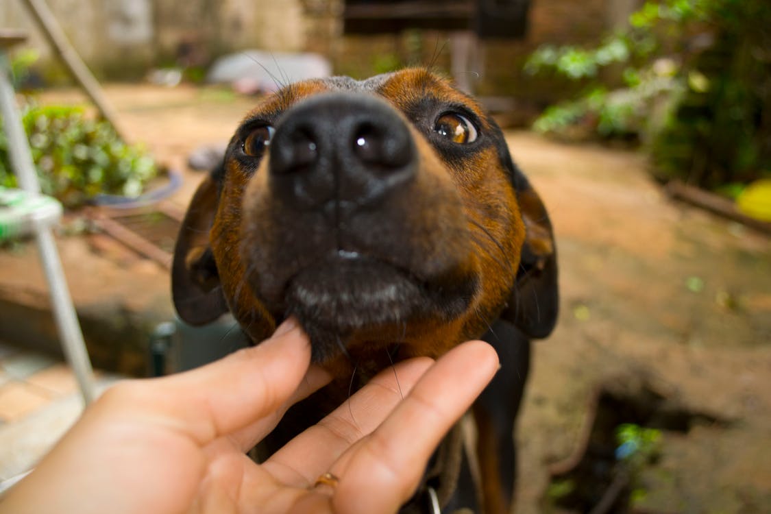 Free Short-coated Brown Dog Near Person Hand Stock Photo
