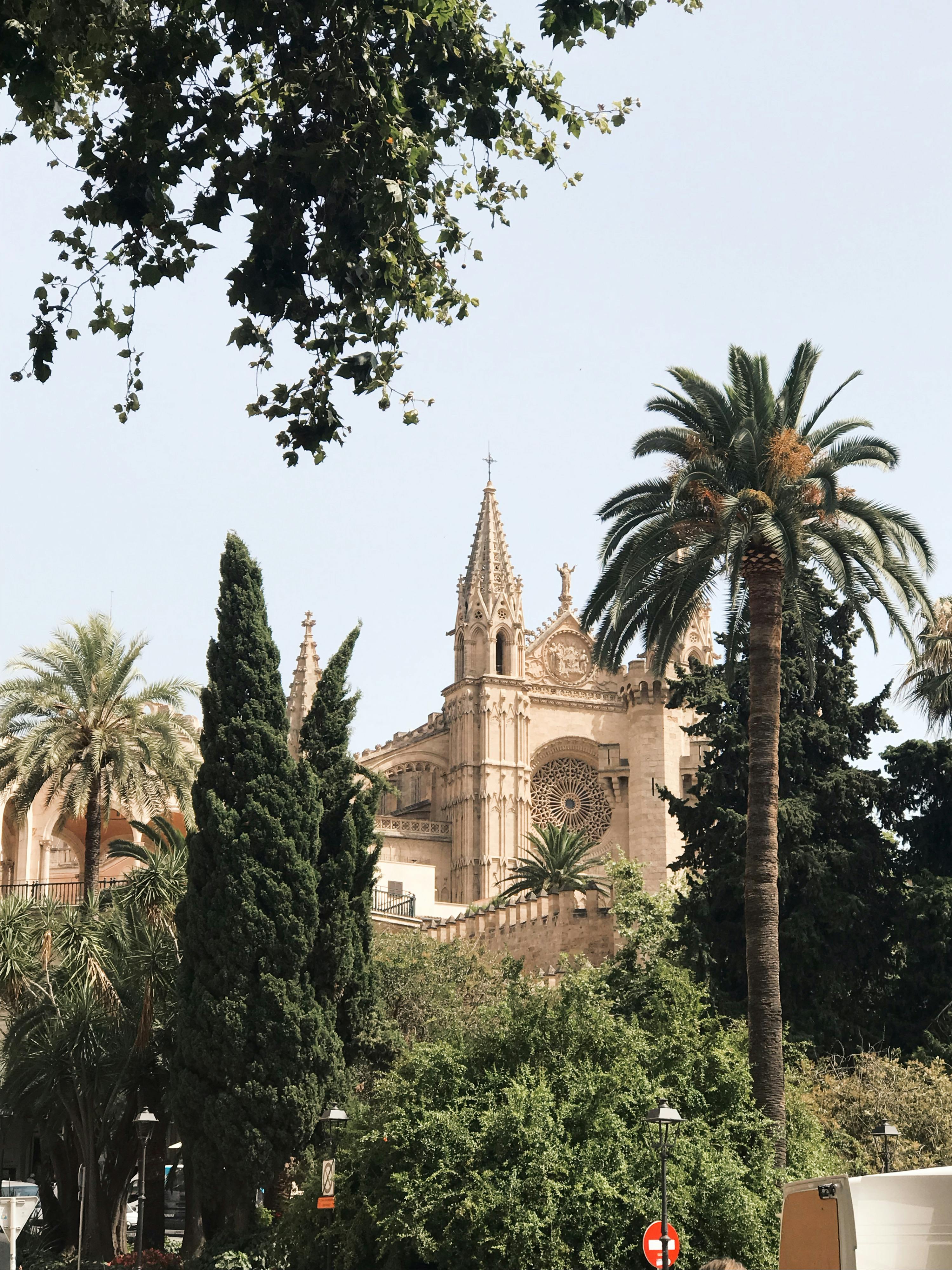 The stunning gothic architecture of Palma Cathedral framed by lush Mediterranean greenery in Mallorca, Spain.