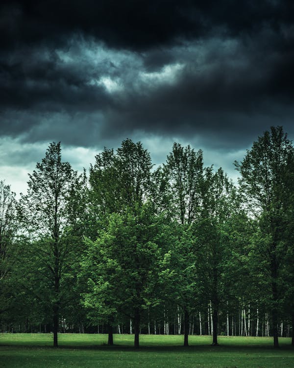 Green Leaf Trees at Day