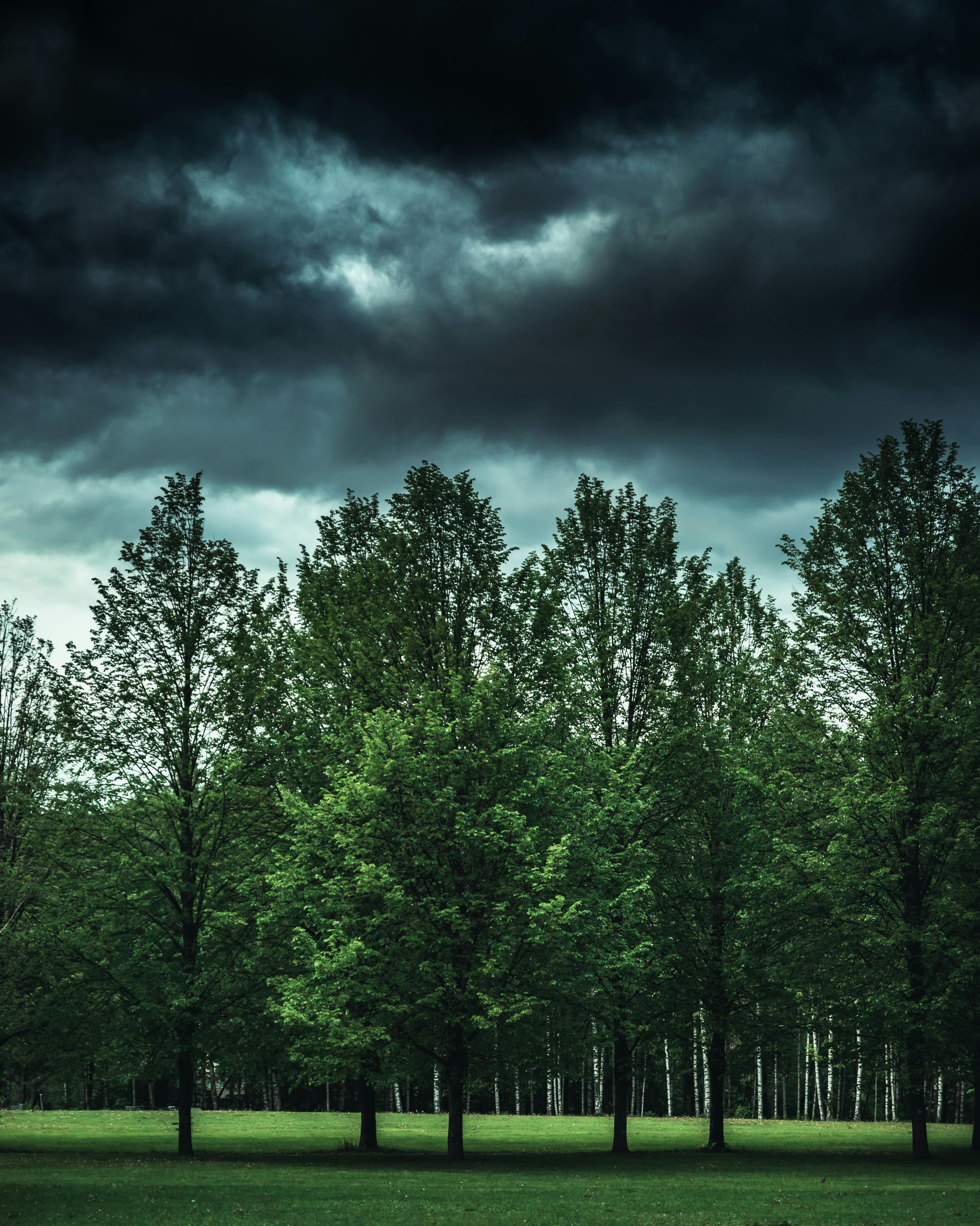 Green Leaf Trees at Day · Free Stock Photo