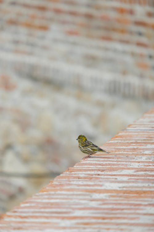 Foto d'estoc gratuïta de a l'aire lliure, arquitectura, au