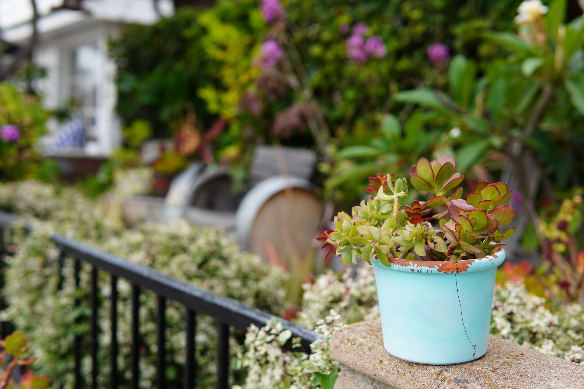 A colorful succulent plant in a blue pot, set against a lush garden backdrop.