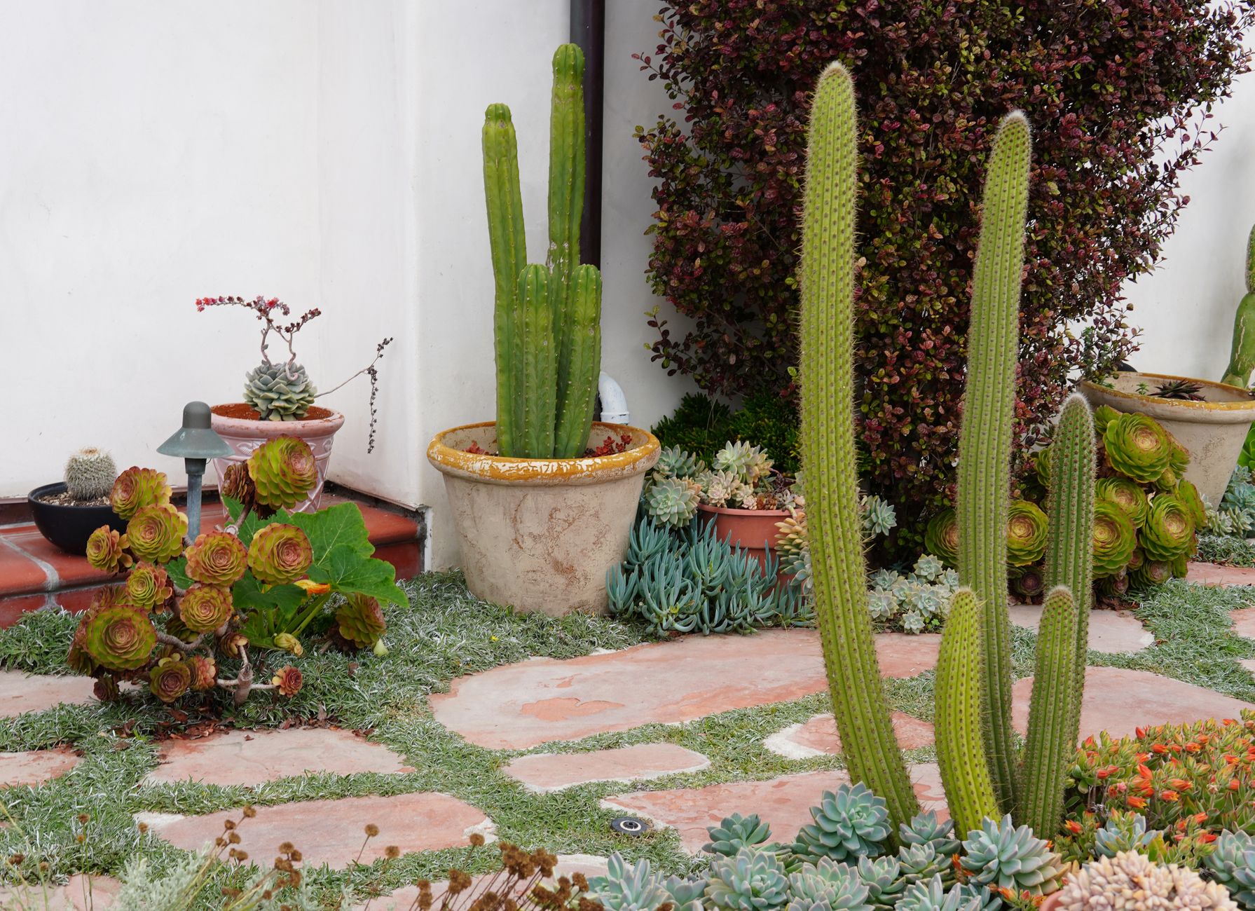 Cacti in a Yard