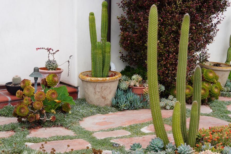 Agave & Stone Landscapes — Phoenix, AZ