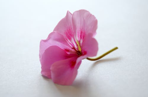 Rosa Blütenblattblume Auf Weißer Oberfläche