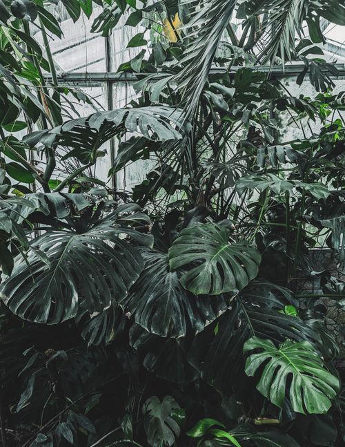 Free Vibrant indoor shot of abundant monstera leaves showcasing lush greenery. Stock Photo