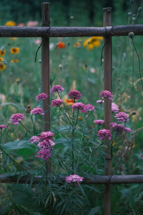 A fence with flowers in the background