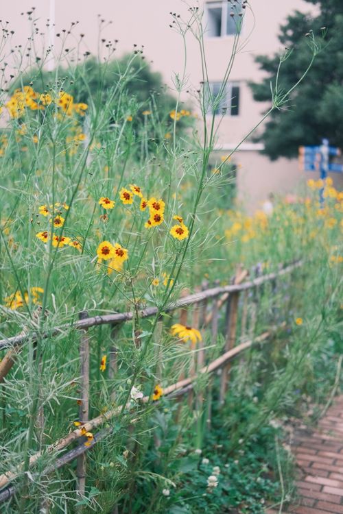 Free A vibrant urban garden with blooming yellow wildflowers against a rustic fence. Stock Photo