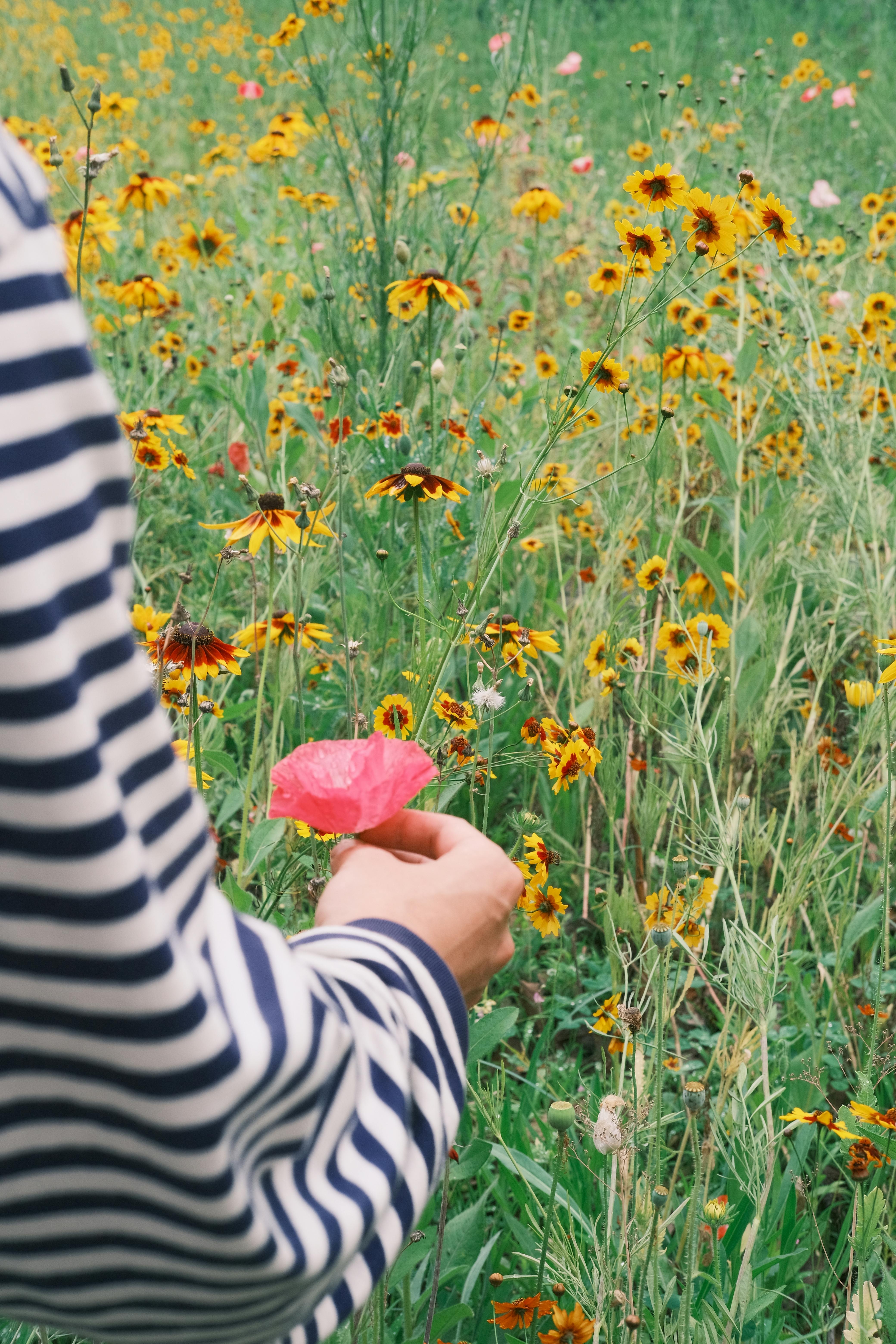 Close-up of a person holding a poppy among bright wildflowers in a meadow, showcasing nature's beauty.