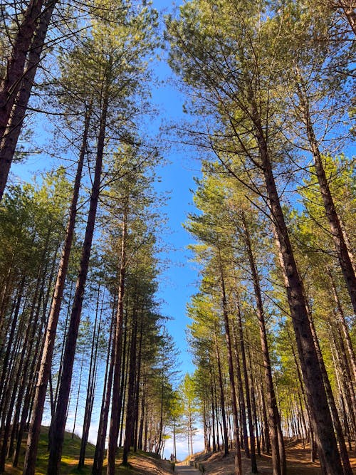 Gratis lagerfoto af blå himmel, efterår træer, skov