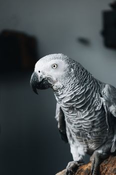 parrot photo