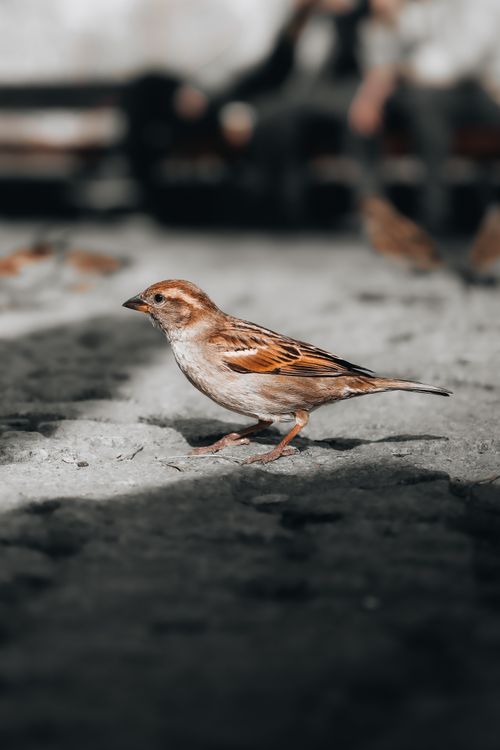 Free Detailed close-up of a sparrow in sunlight, capturing wildlife in natural habitat. Stock Photo