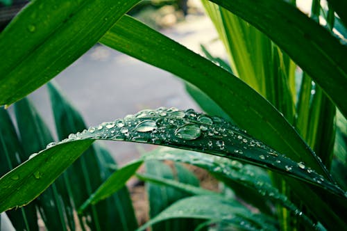 Водяная роса на зеленолистных растениях