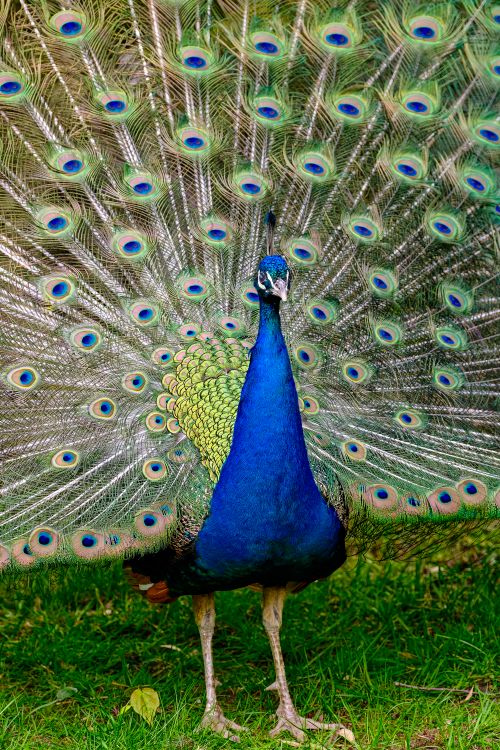 Free Close-up of a colorful peacock spreading its feathers in a lush green setting. Stock Photo