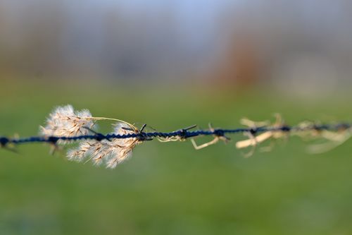 Free Close-up of barbed wire with fluffy seeds, in a meadow with a blurred background. Stock Photo