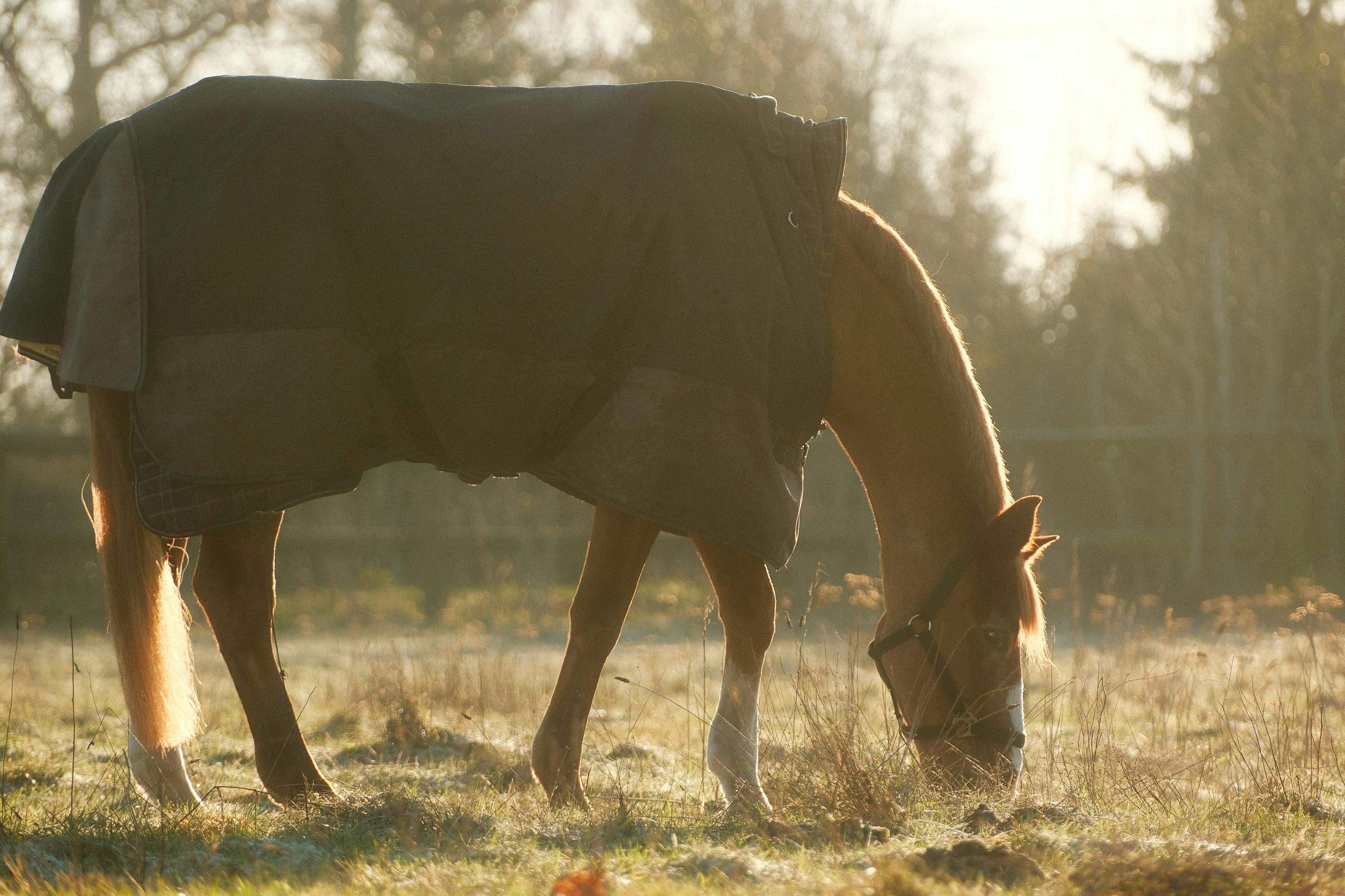 A peaceful scene of a horse grazing in a sunlight pasture, wrapped in a blanket.