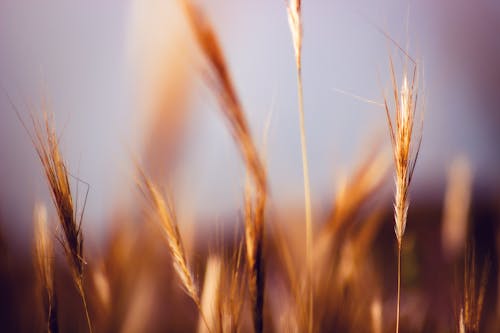 Foto stok gratis barley, benih, berbayang