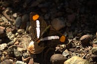 Close-up of Band-celled Sister Butterfly