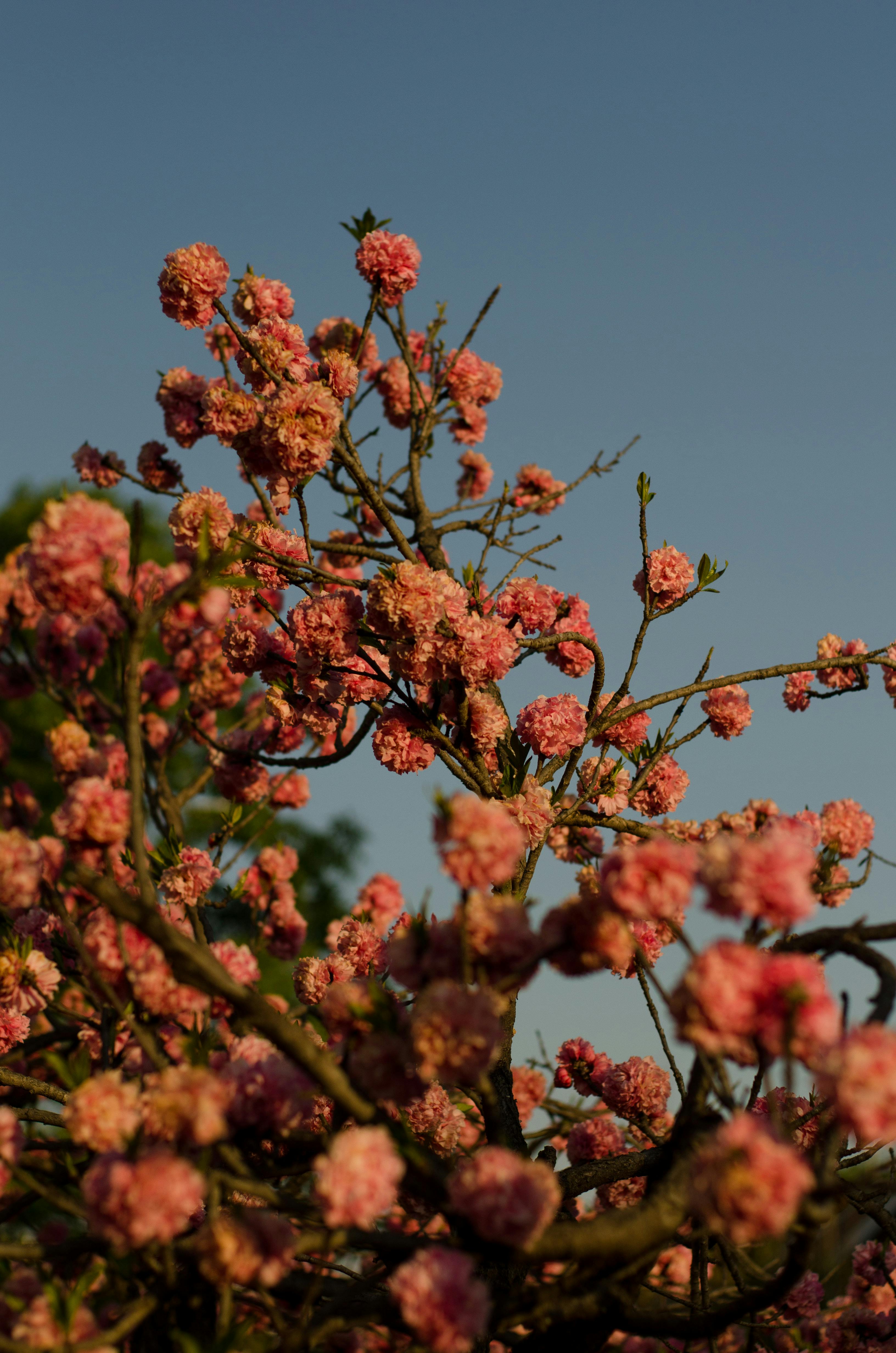 Beautiful cherry blossoms in full bloom on a sunny spring day, showcasing nature's vibrant colors.