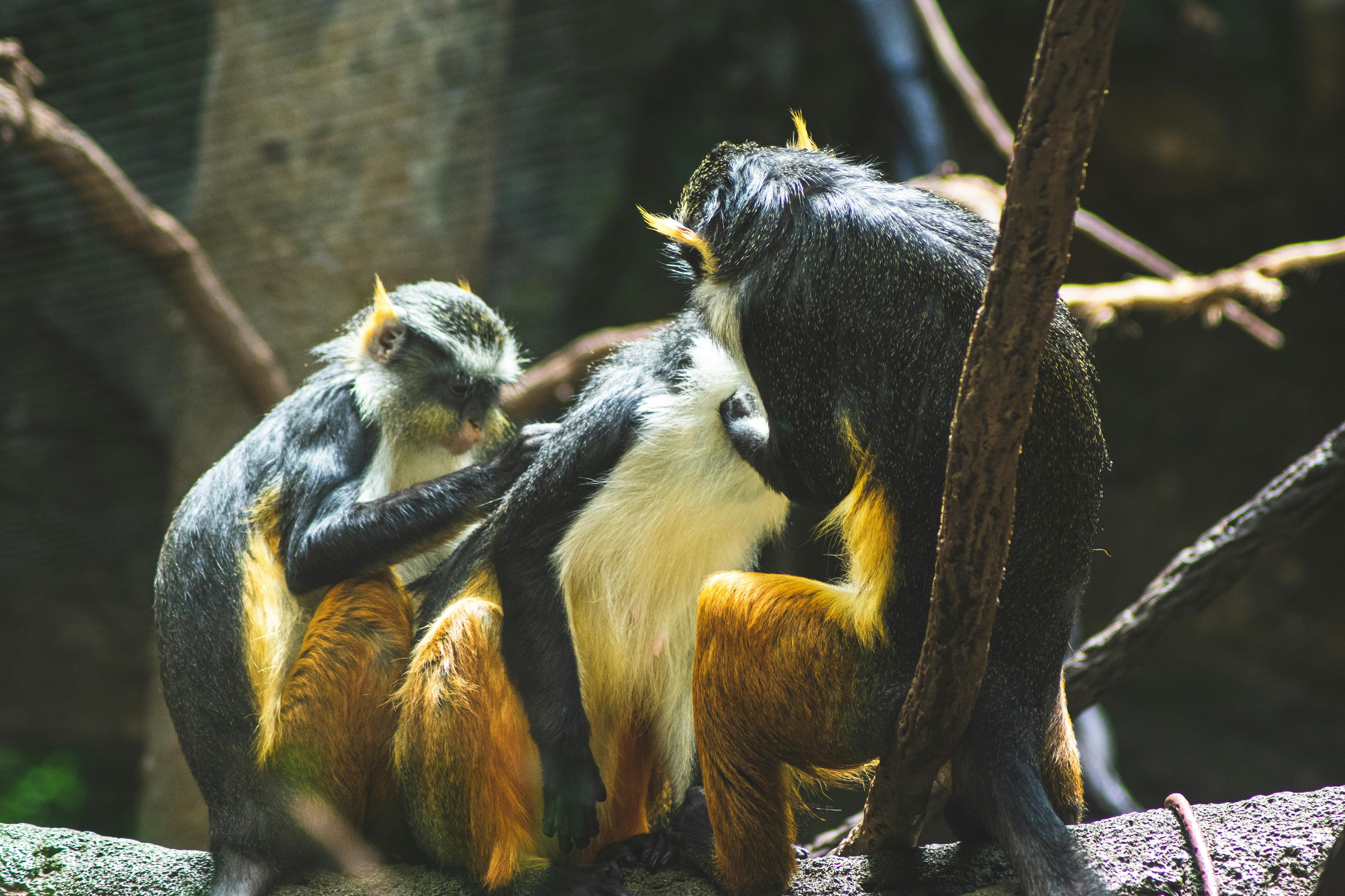 affe sitzend, affen, fokus