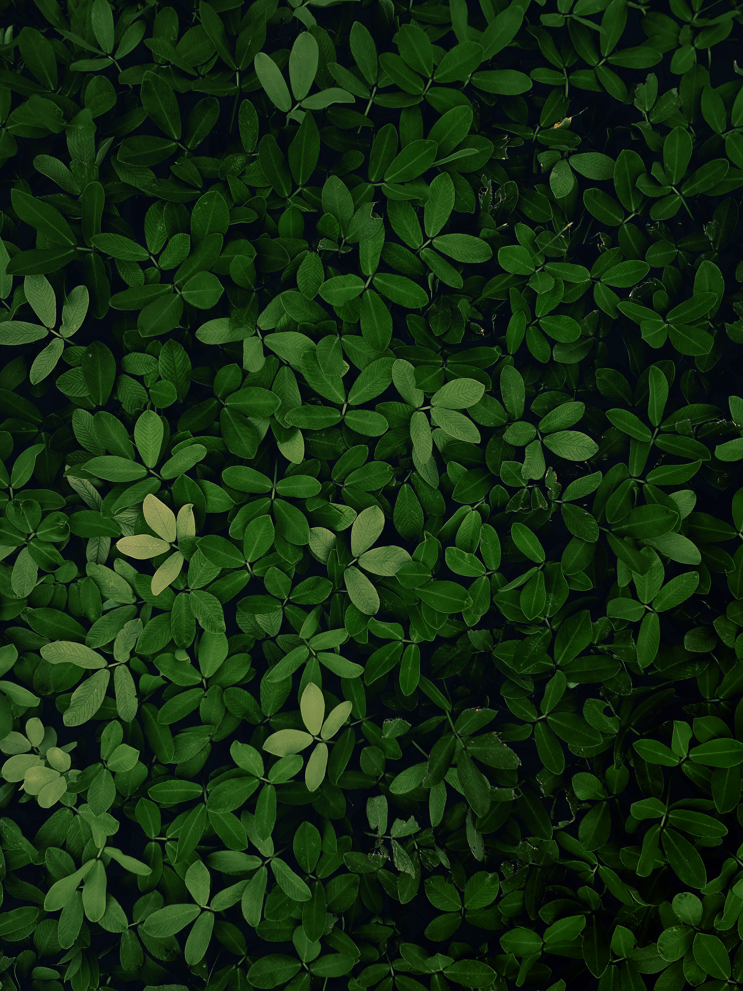 Plant Background Photos, Download The BEST Free Plant Background Stock  Photos & HD Images