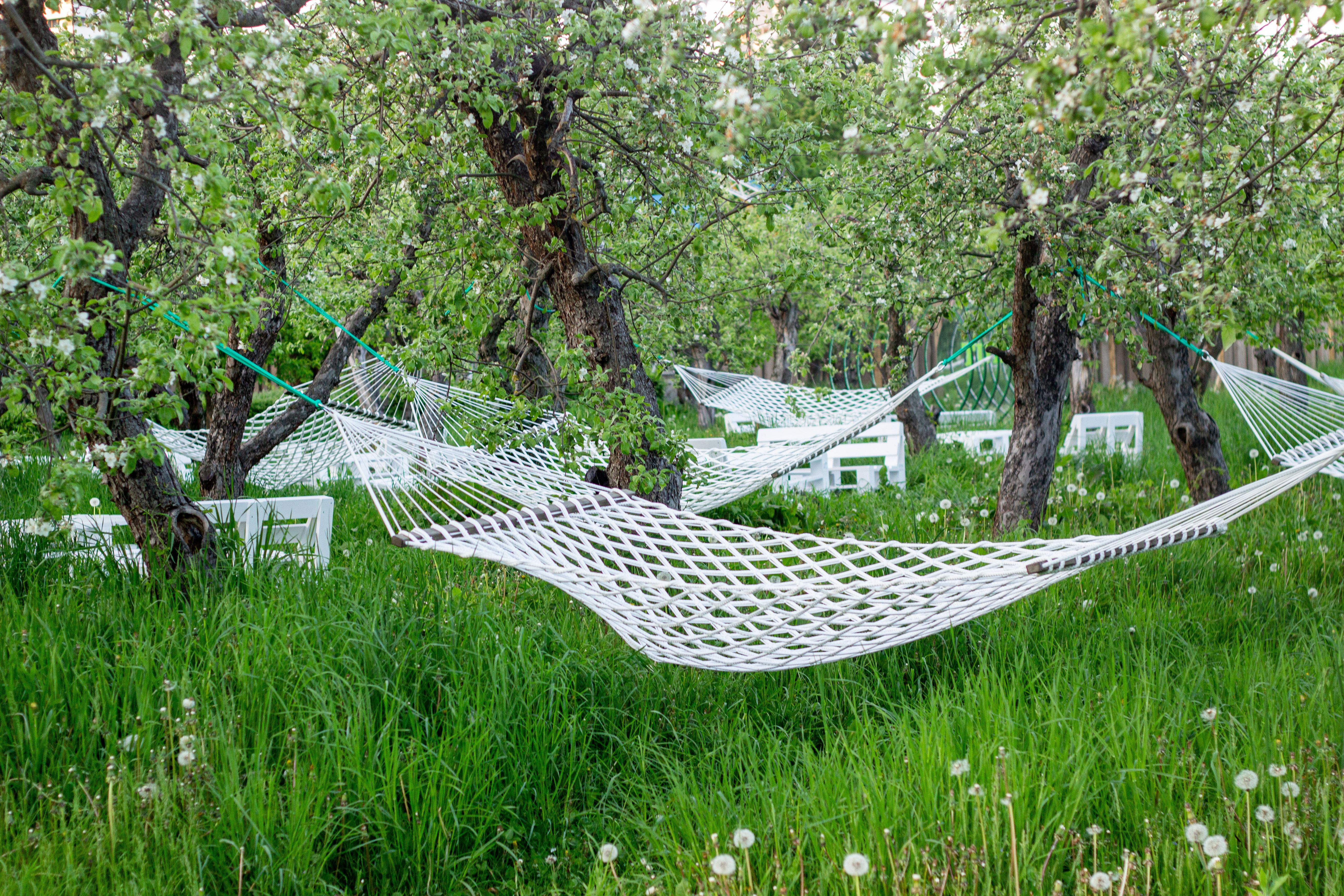 White hammocks in a lush green orchard invite relaxation and leisure among blooming trees.