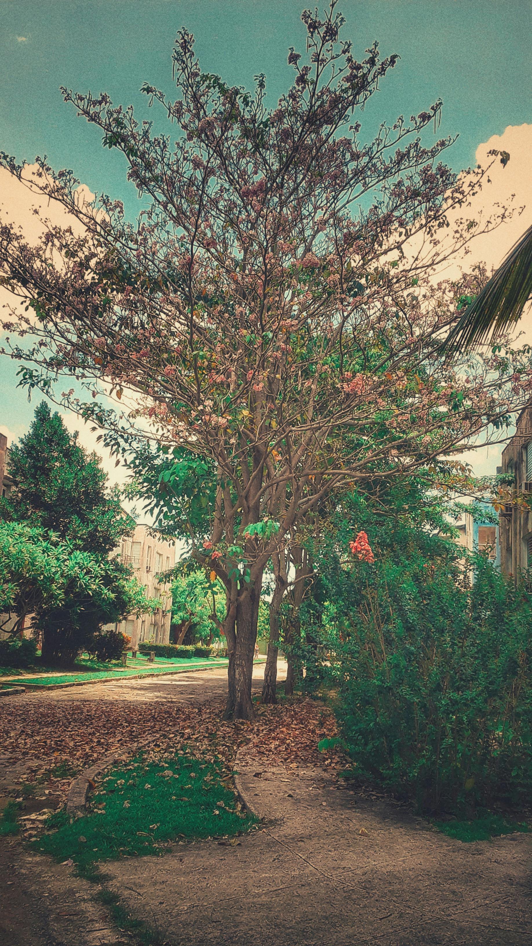 Spodumene gemstone crystal color varieties