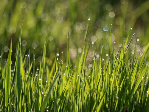 Free Macro photo of fresh green grass with morning dew in a meadow, perfect for nature themes. Stock Photo