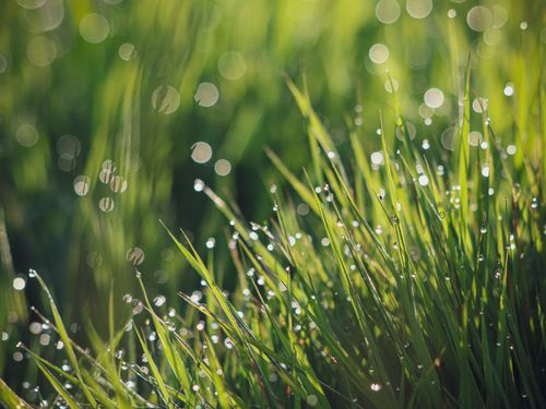 Free Close-up of fresh grass with dew and bokeh effect, capturing natural beauty. Stock Photo