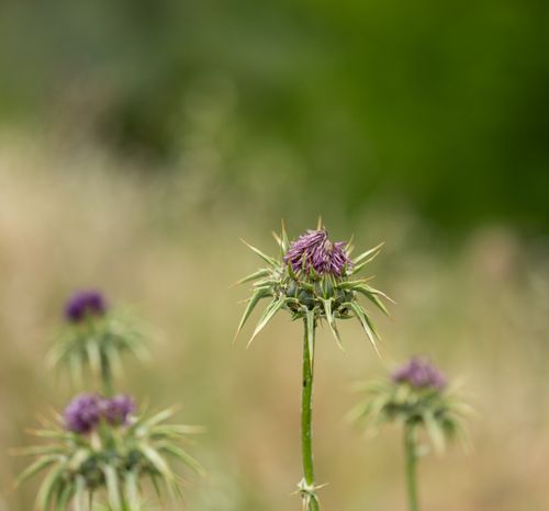 Free A thistle flower blooming in a serene summer field in Bornova, İzmir. Stock Photo