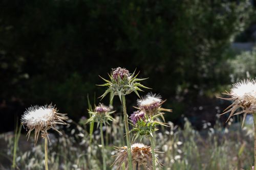 Free Capture of blooming thistles in a sunlit field, Bornova, İzmir. Stock Photo