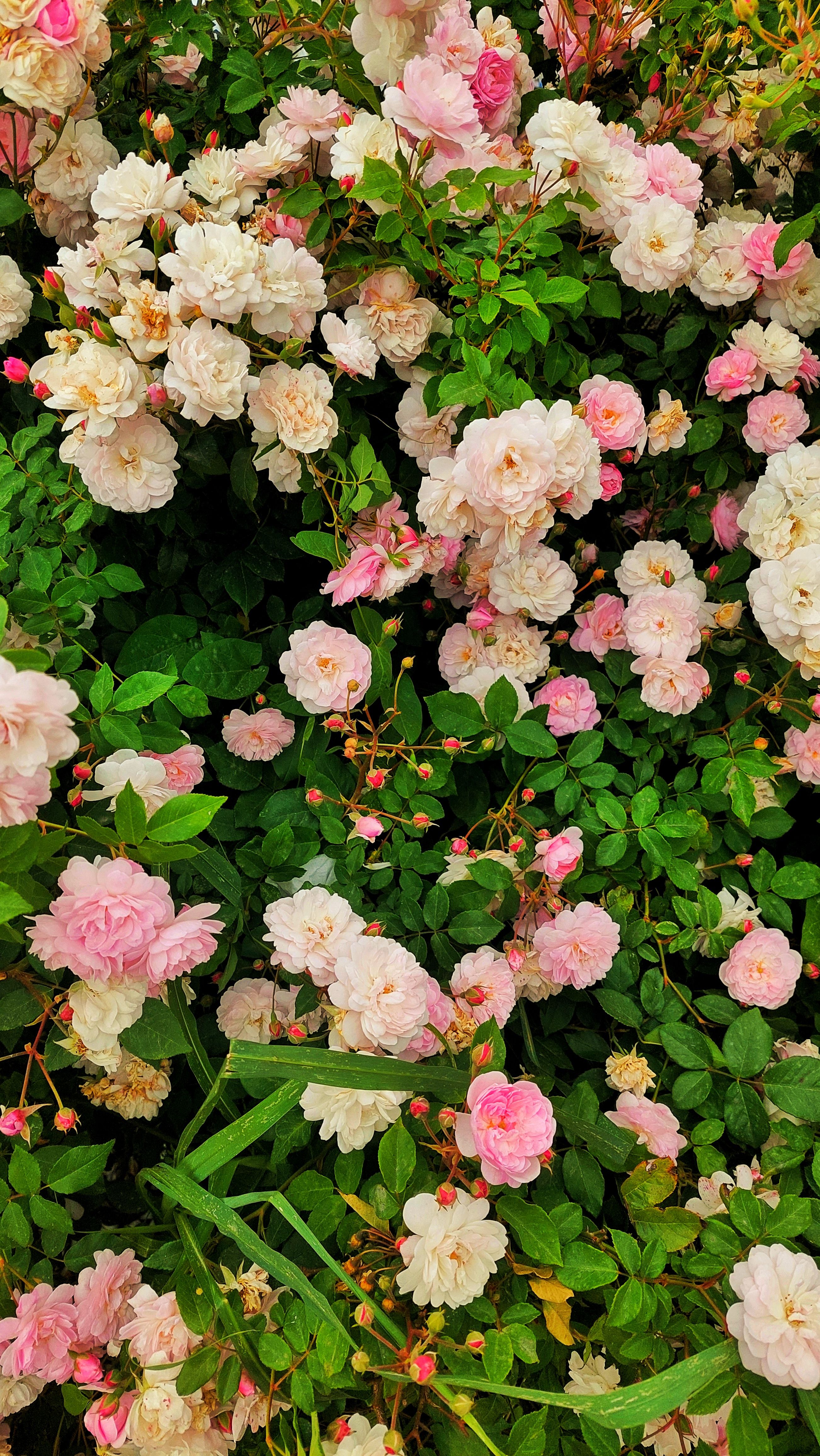 Close-up of Pink Roses in a Garden · Free Stock Photo