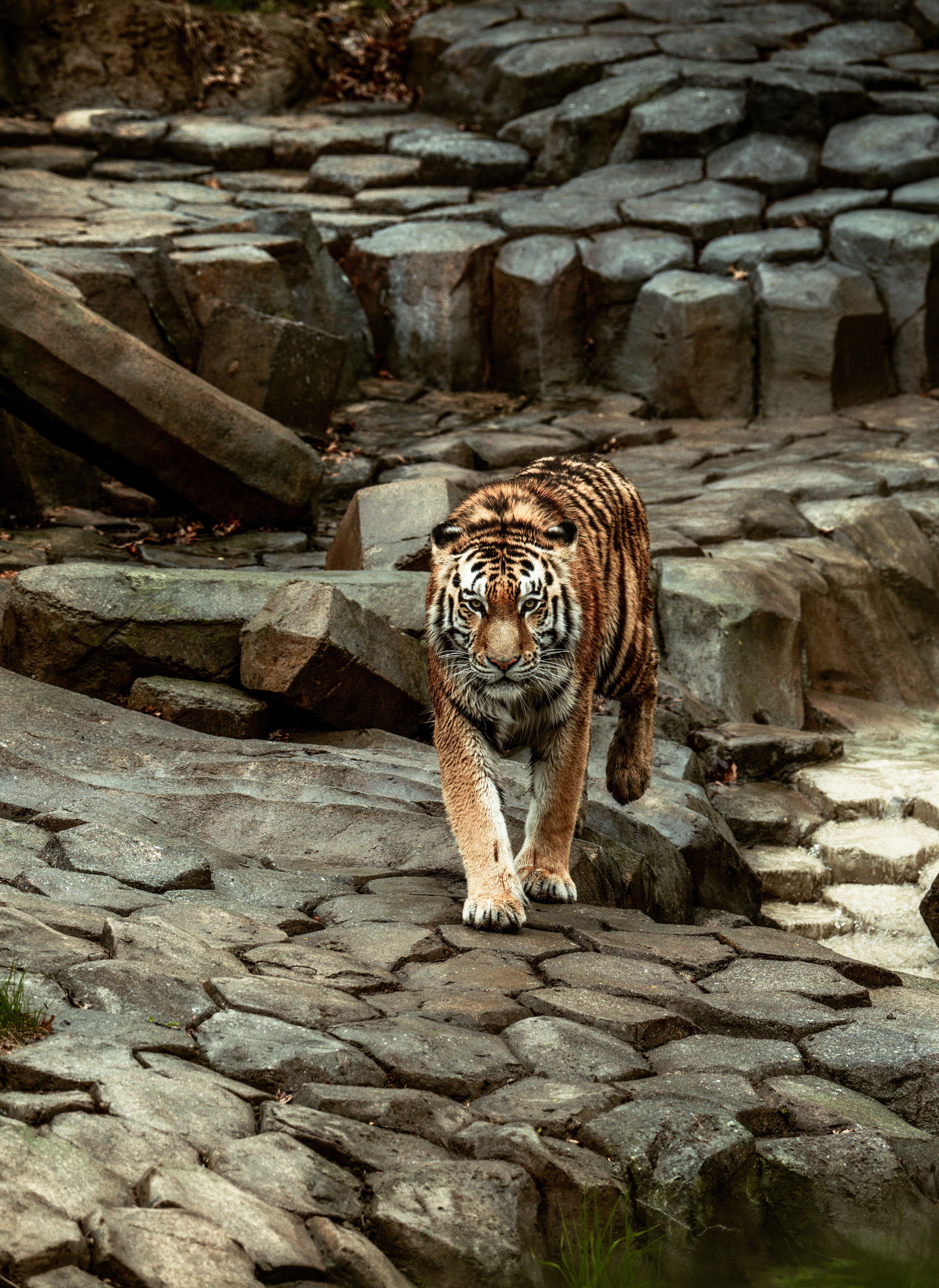 Tiger Walking on Basalt Rocks · Free Stock Photo