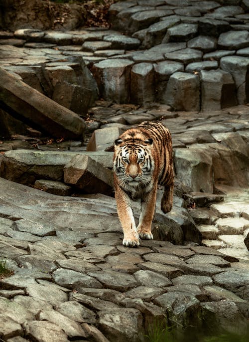 Free A tiger walking on a rock path in a zoo Stock Photo
