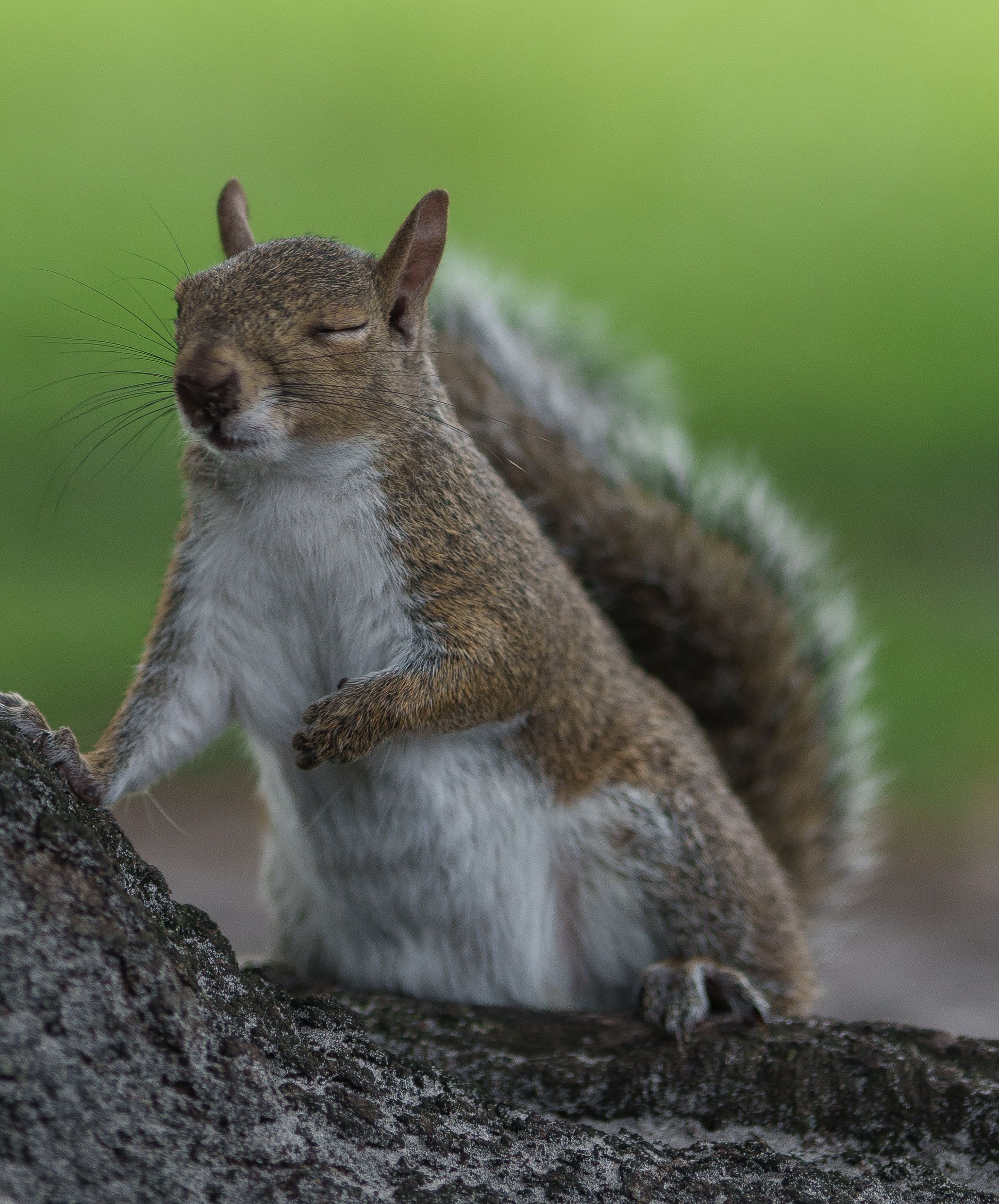 Standing Gray Squirrel with Eyes Closed · Free Stock Photo