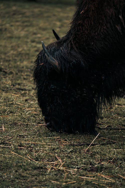 Free A bison grazing in the grass Stock Photo